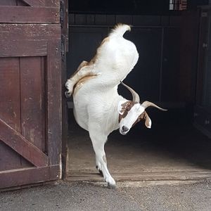 Meet your Posher, Sheri